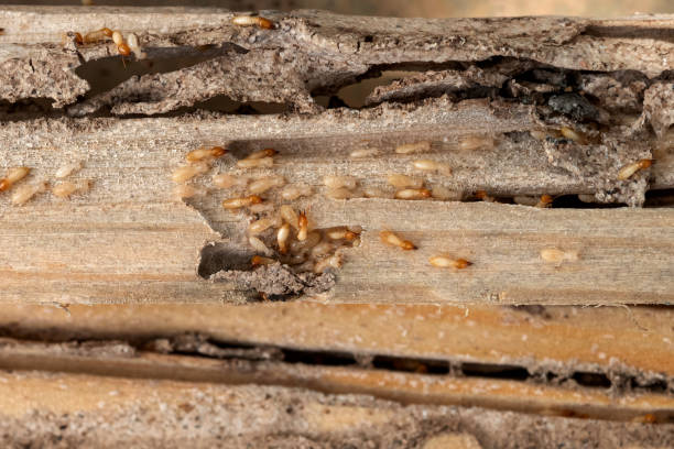 Mountain Iron, MN Pest Control Company